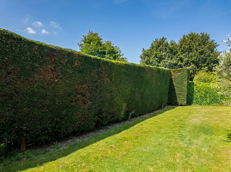 Jardin extérieur ensoleillé, grande haie de cyprès de Leyland (*Cupressocyparis leylandii*) taillée en forme rectangulaire nette, hauteur estimée à 3-4 mètres