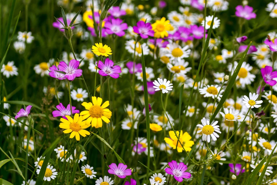 Prairie fleurie en extérieur avec variété de fleurs sauvages multicolores