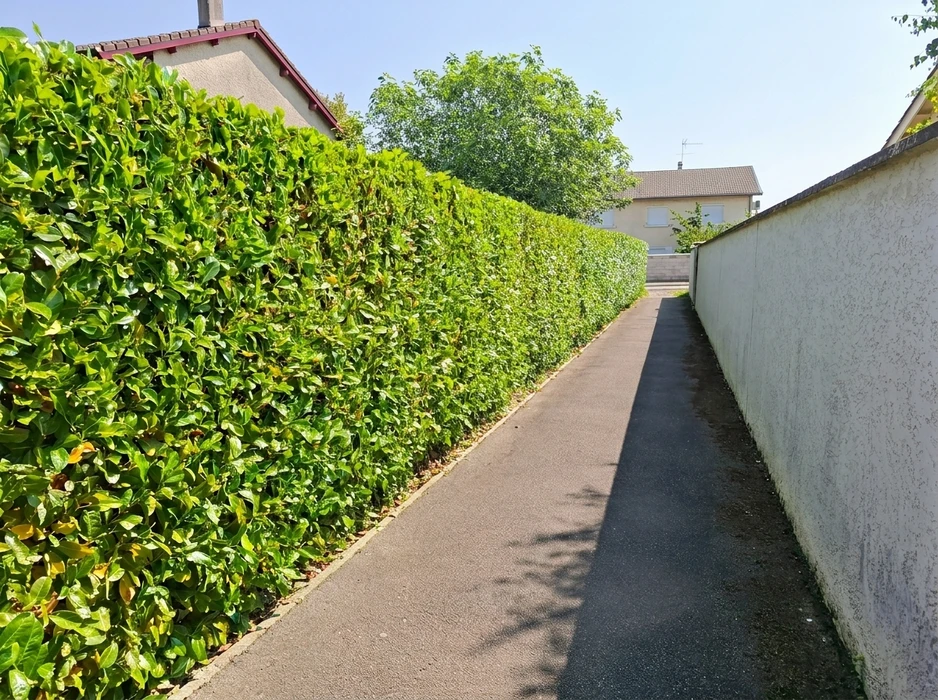 Allée extérieure étroite bordée d'une haie taillée en laurier-palme (*Prunus laurocerasus*), haute d'environ 2m, dense et bien entretenue