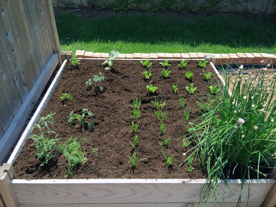 Jardin potager ext&eacute;rieur avec bacs de culture sur&eacute;lev&eacute;s contenant l&eacute;gumes frais et vari&eacute;s