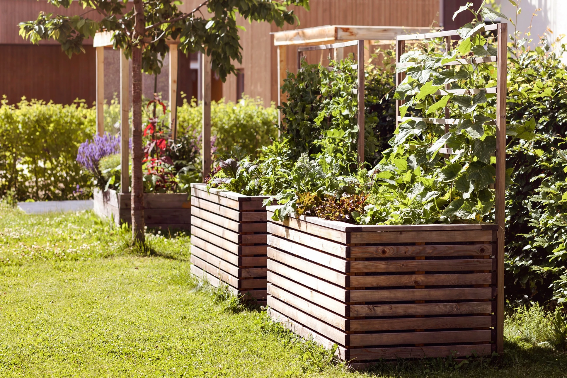 Jardin potager extérieur avec bacs de culture surélevés contenant légumes frais et variés