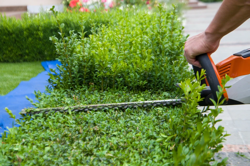 Jardinier professionnel en tenue de travail beige taille une haie de conifères dense avec un taille-haie télescopique à long manche dans un jardin paysagé extérieur